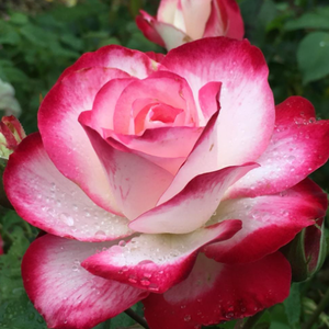 West Conshy for Alyssa Rose